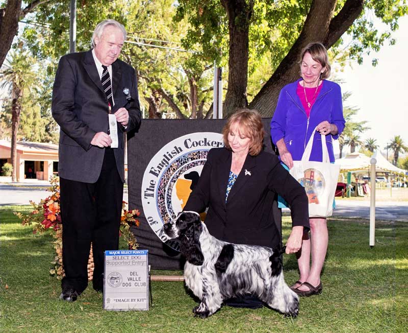 Travis Select Dog at Del Valle Dog Show